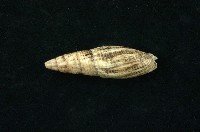 藏品(鐵柵筆螺)的圖片